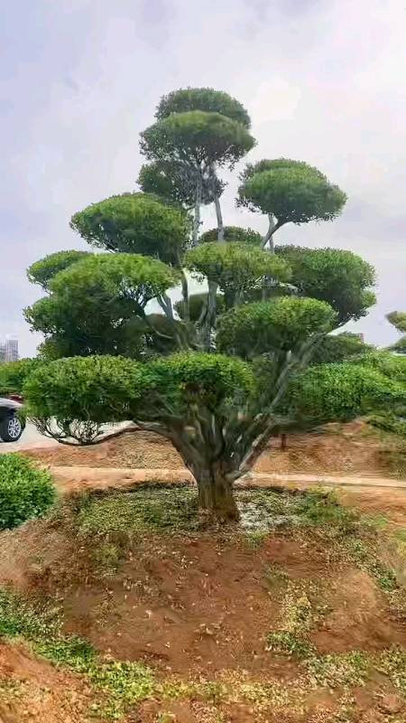 精品瓜子黄杨造型树家有黄杨世代栋梁耐寒耐旱南北方均可栽植