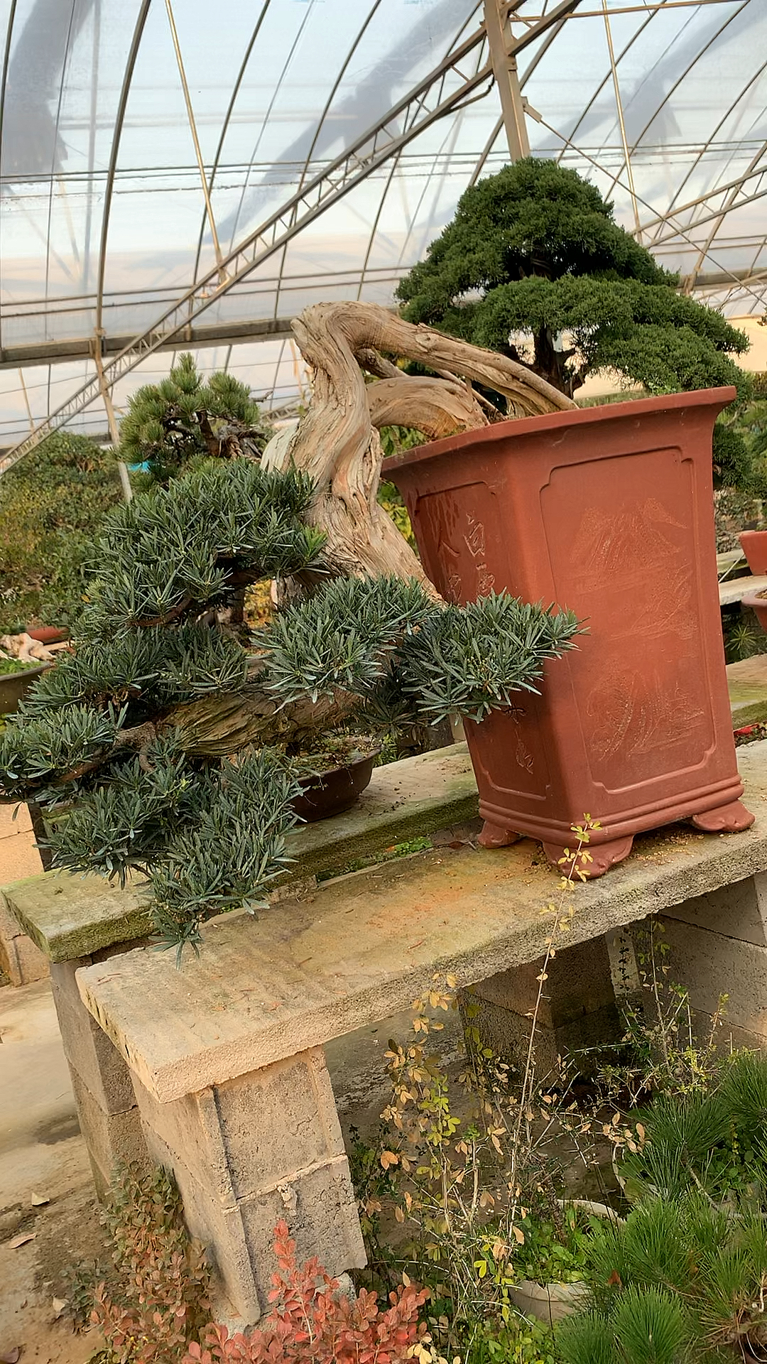 悬崖造型罗汉松