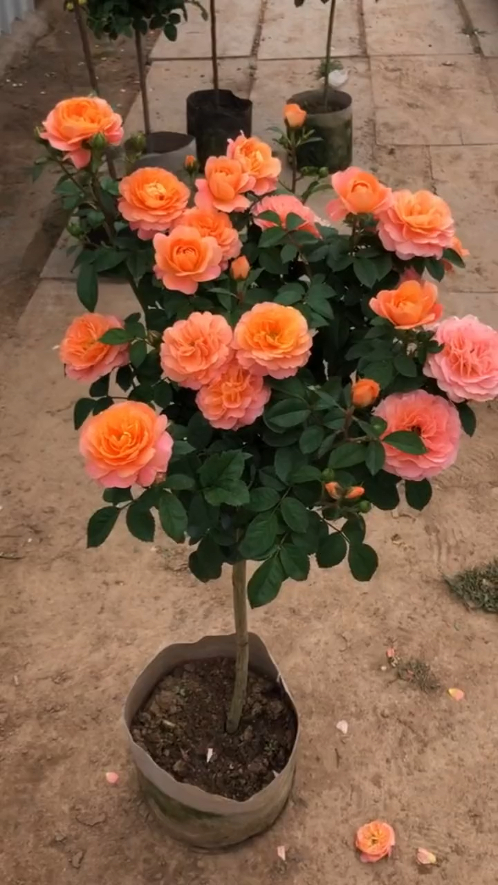 欧月棒棒糖月季,花量多,花期长,多季循环开花