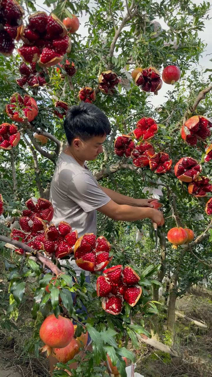 回首掏切十刀好看又好吃的石榴花就成啦口感特别好