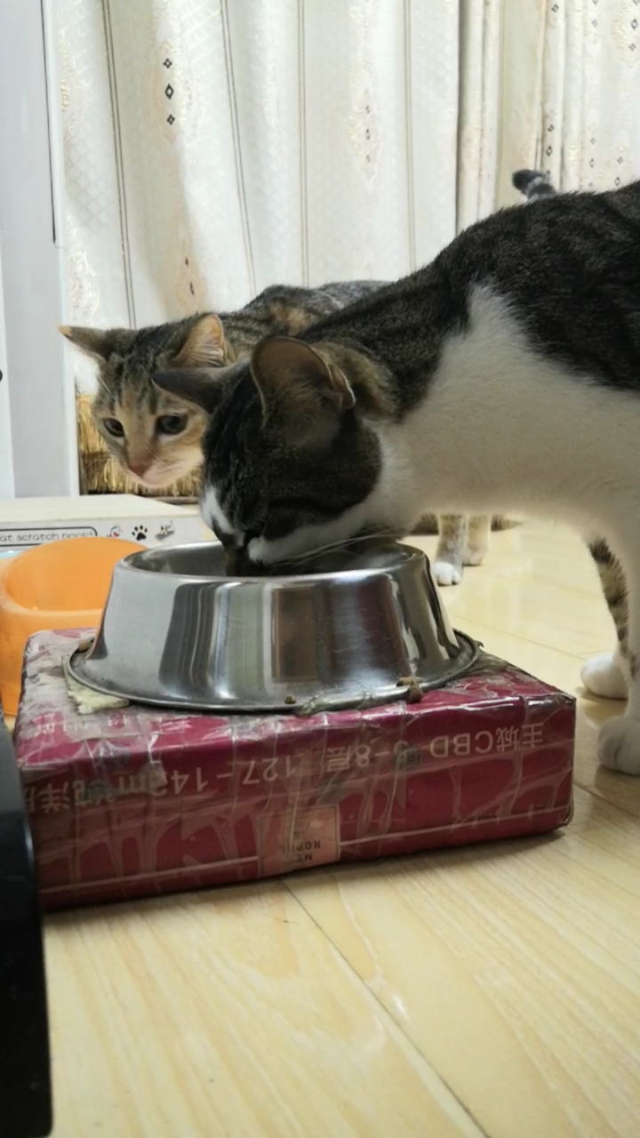 混血狸花猫#新倒进去的猫粮最香