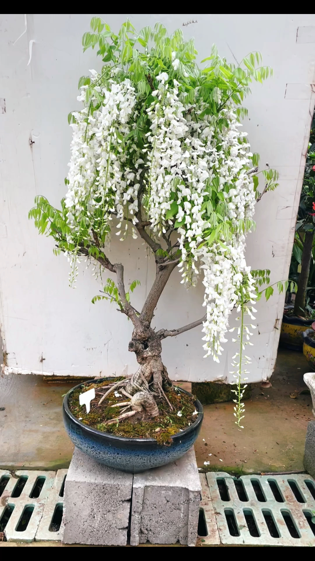 紫罗兰紫藤之安了寺