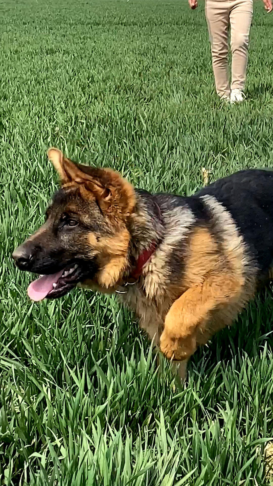 四个月大的德牧犬出来玩看什么都很好奇蝴蝶也是你能追的上的