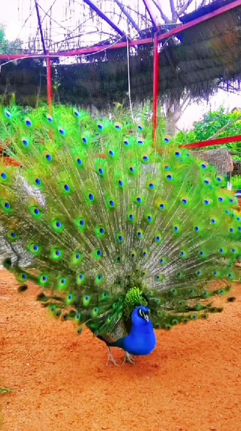 动物百科视频#孔雀:绿孔雀,象征高尚,雅典