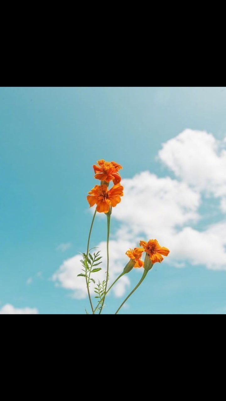 蓝天白云小花花