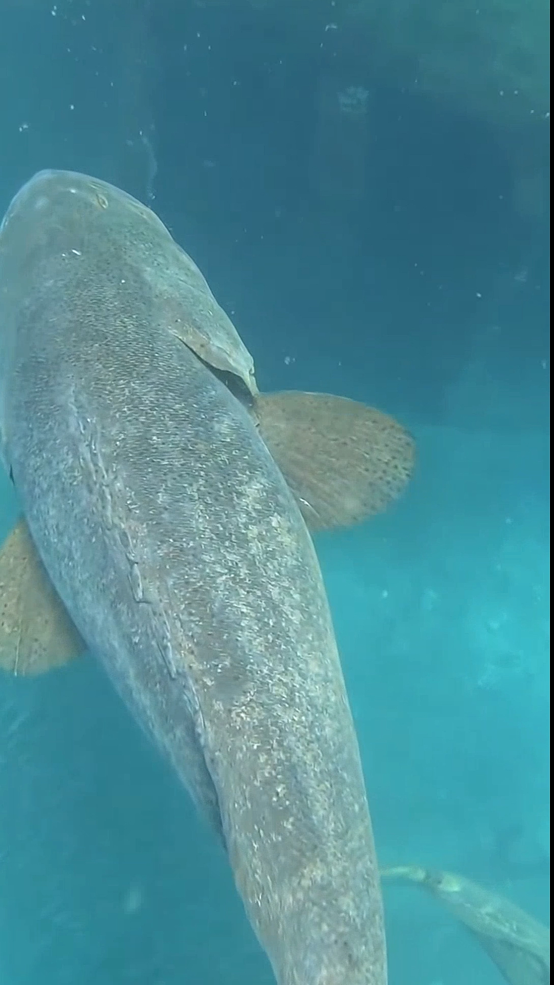 一群巨型石斑鱼在这里聚餐,这么大的鱼群能吃个饱饱了