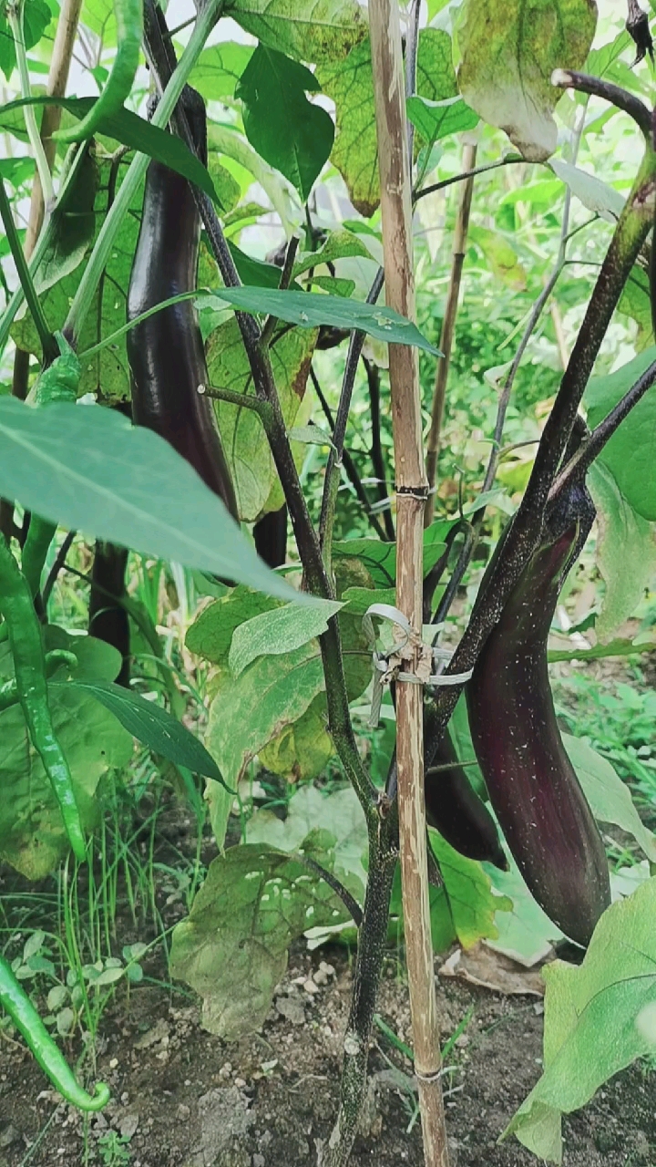 记录生活#雨水过多,茄子秧是不是该施肥了