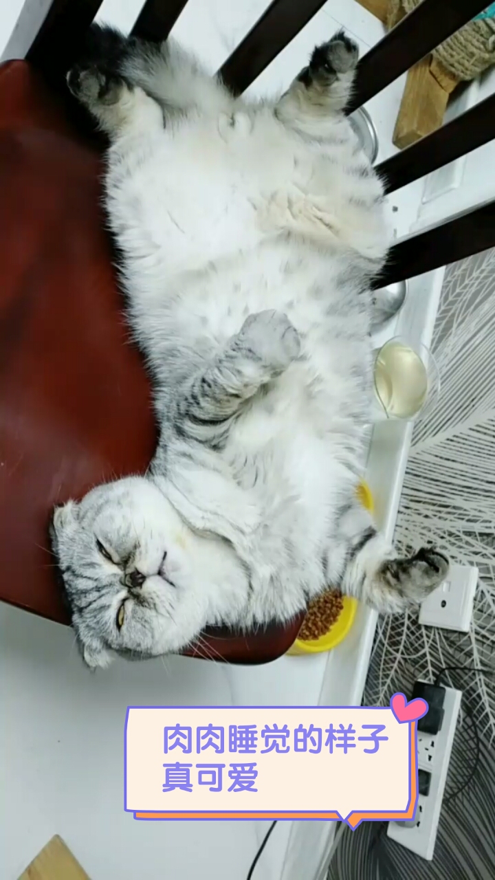 家有猫咪#胖乎乎的宝贝叫肉肉,睡觉姿势真可爱.