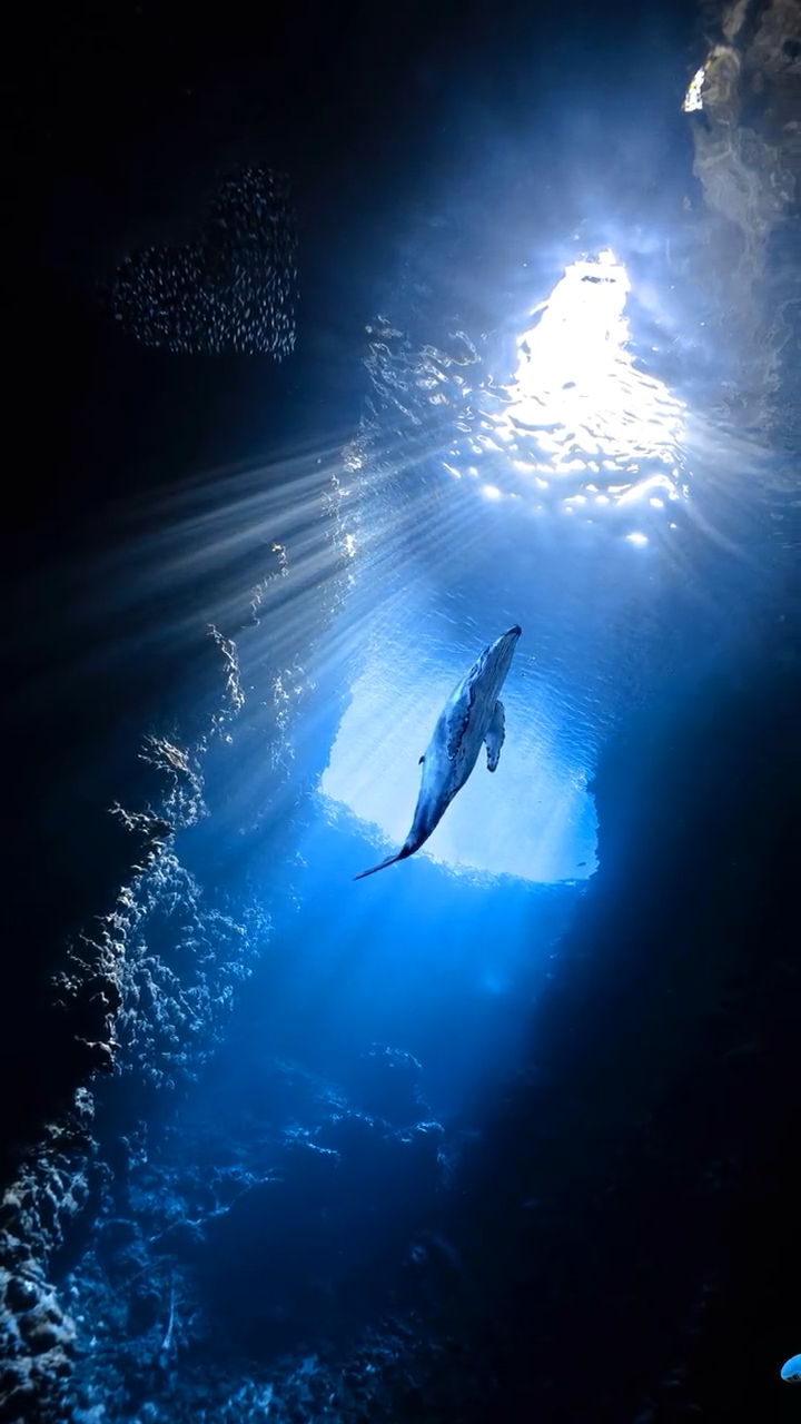 你是否有窒息感你可知鲸鱼每3070分钟拖着庞大的身躯到水面换一次气