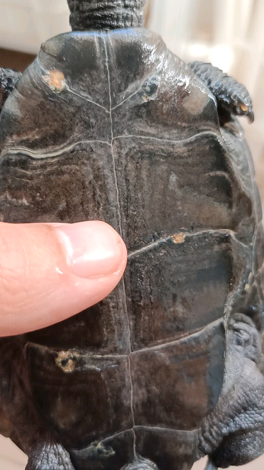 这乌龟背甲不知道要多久才能恢复原样-度小视