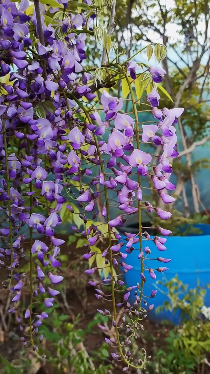 紫藤花寓意紫气东来,开花浓香型,耐寒耐旱南北方都可以栽植