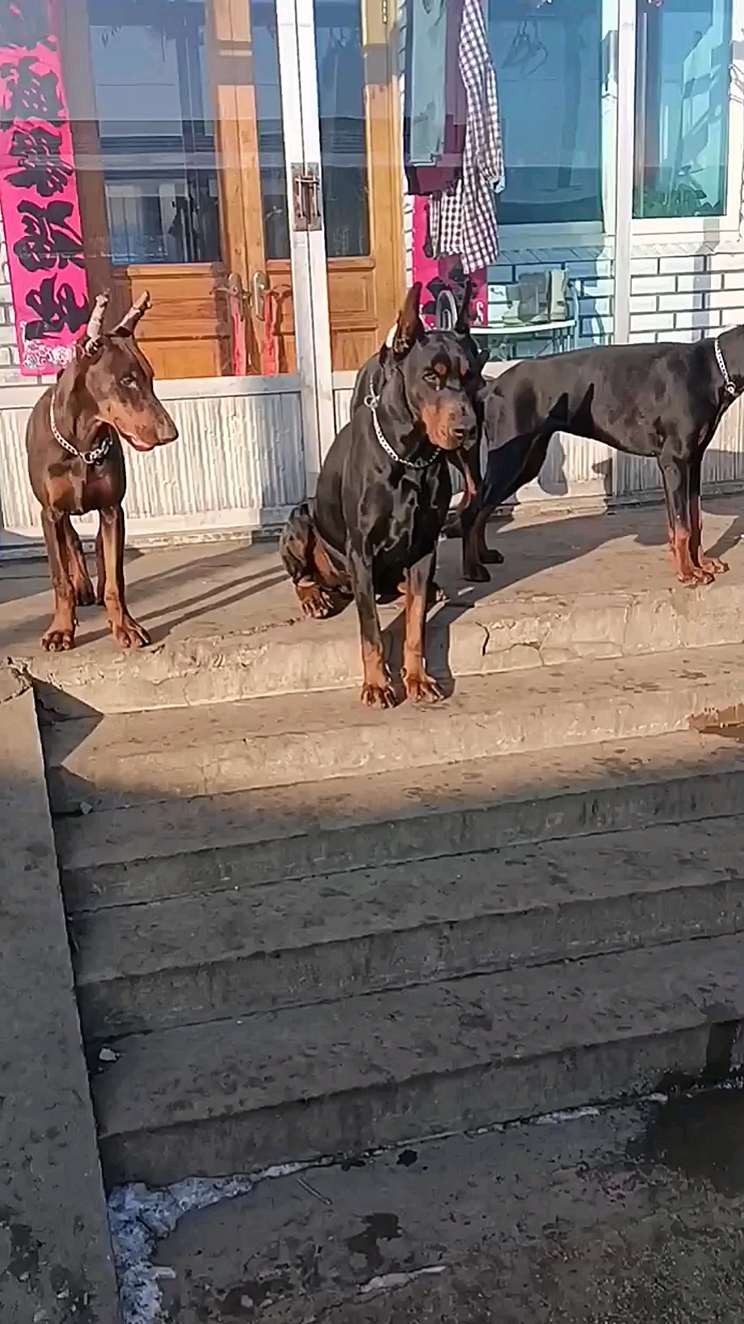 高端杜宾犬纯种健康好饲养好训练