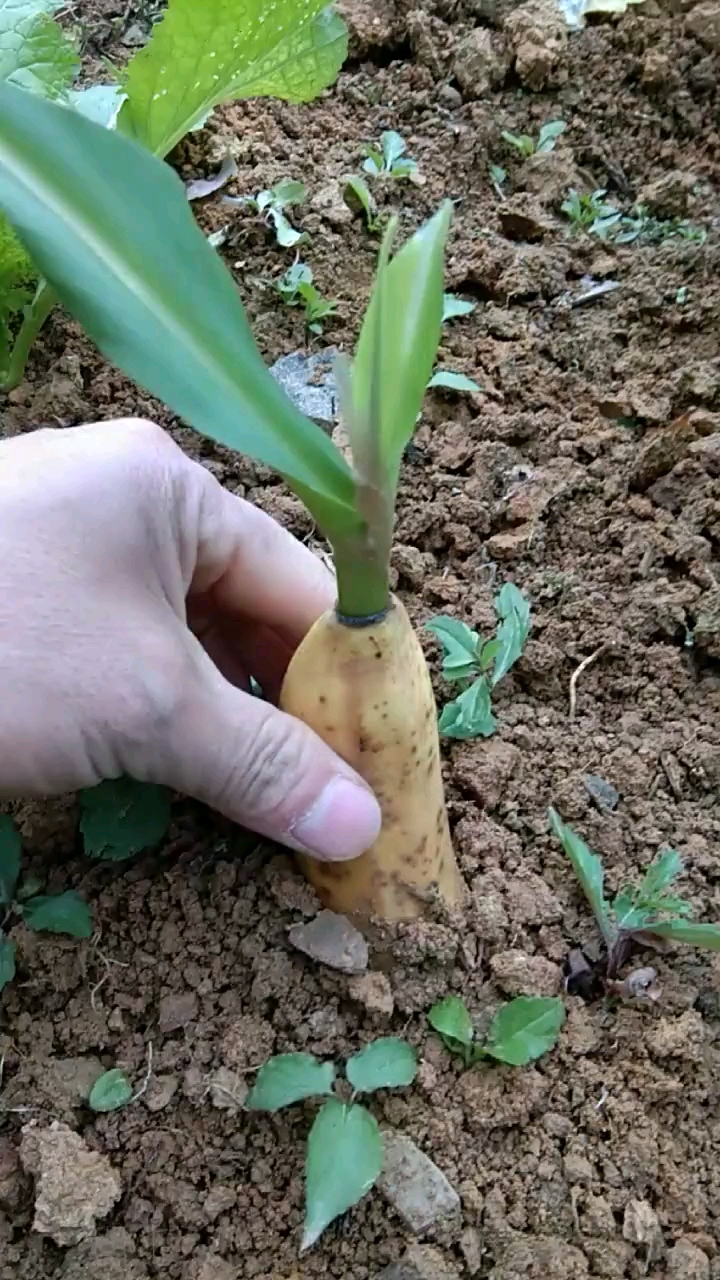 看看我自己种的香蕉终于发芽了.以后就不用再买了