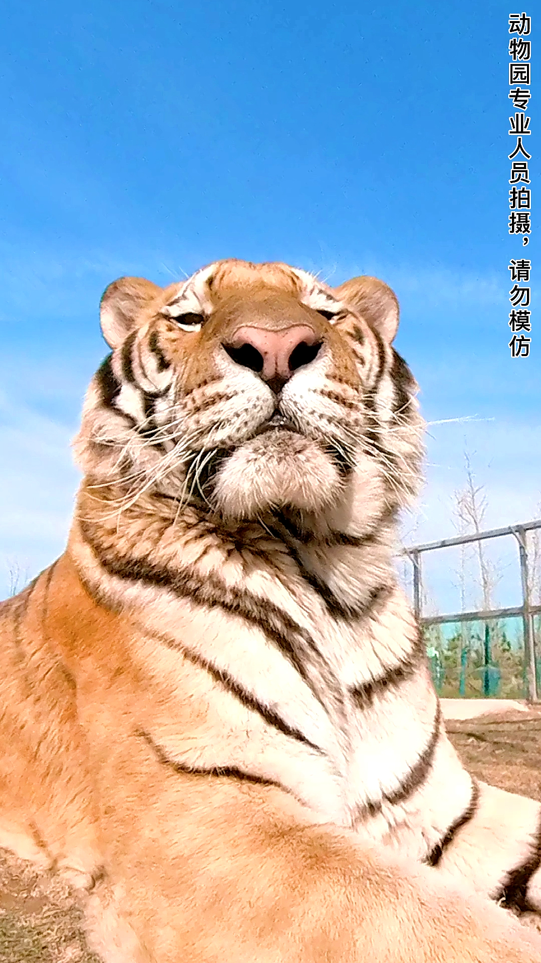 小小爱宠萌化你#360度展示我们的老虎傻憨憨葫芦,萌萌哒饲养员带你喂