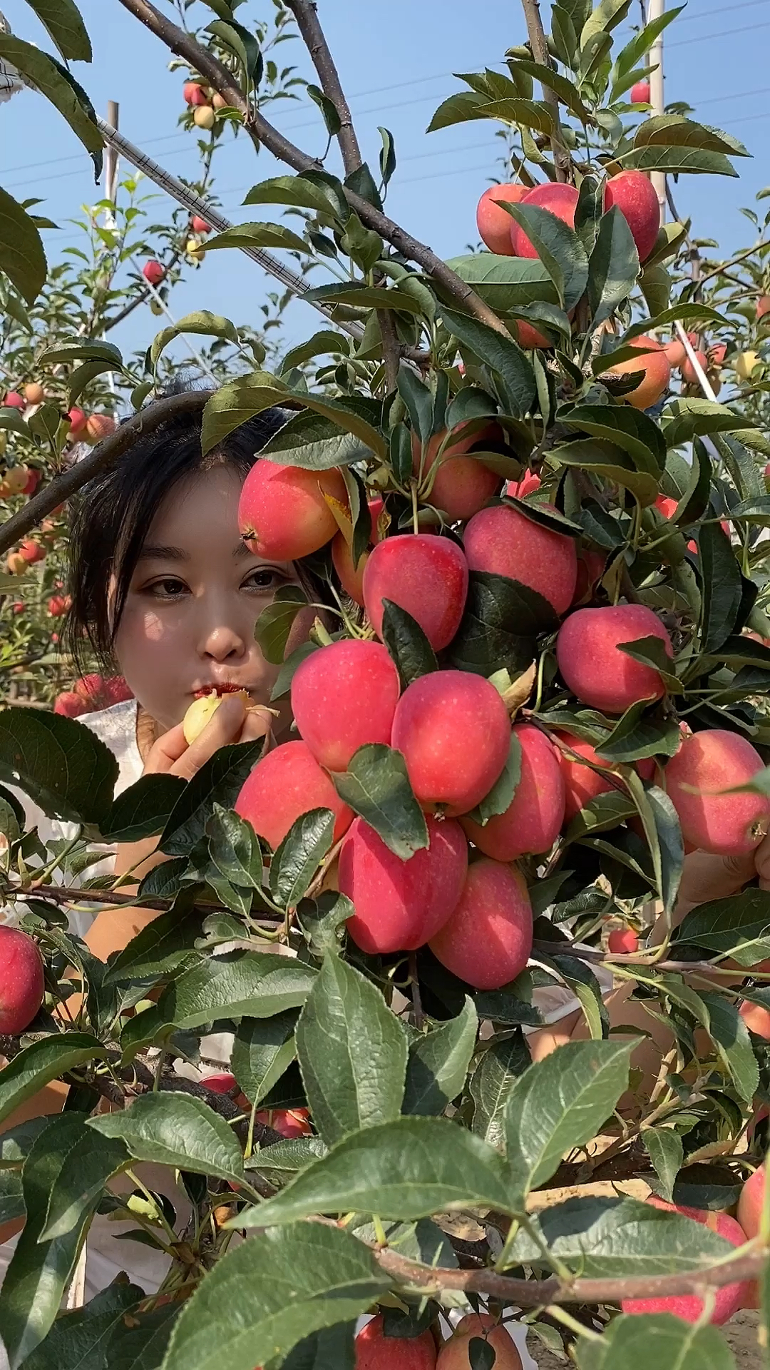 鸡心果好看好吃好管理耐寒丰产