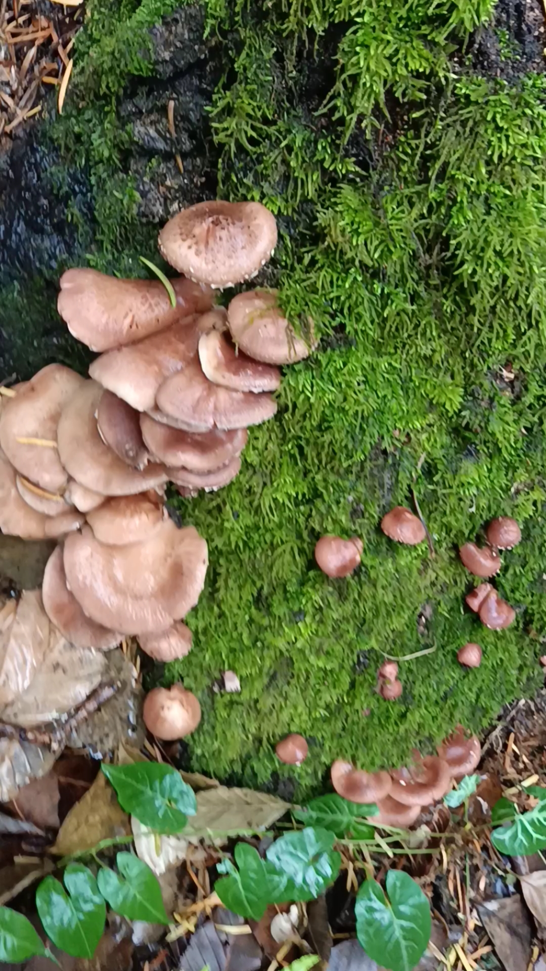 收获美味野生香菌,可以美美的吃一顿了