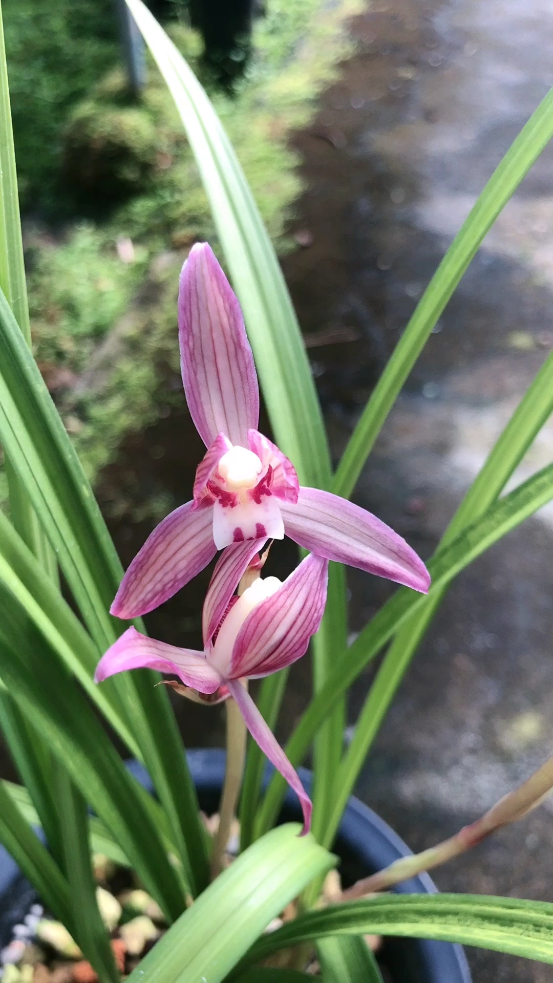 兰花#春剑红福花艳浓香室内绿植花卉-度小视
