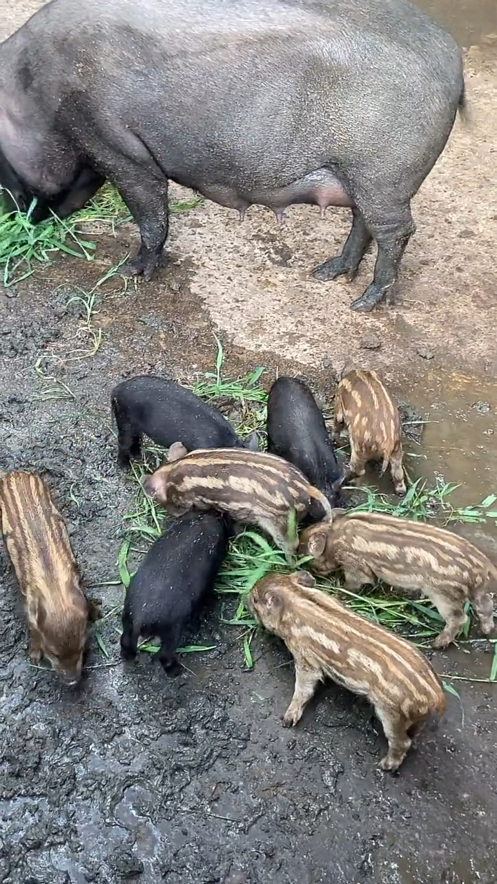 在江苏哪里有养野猪仔的野猪养殖基地