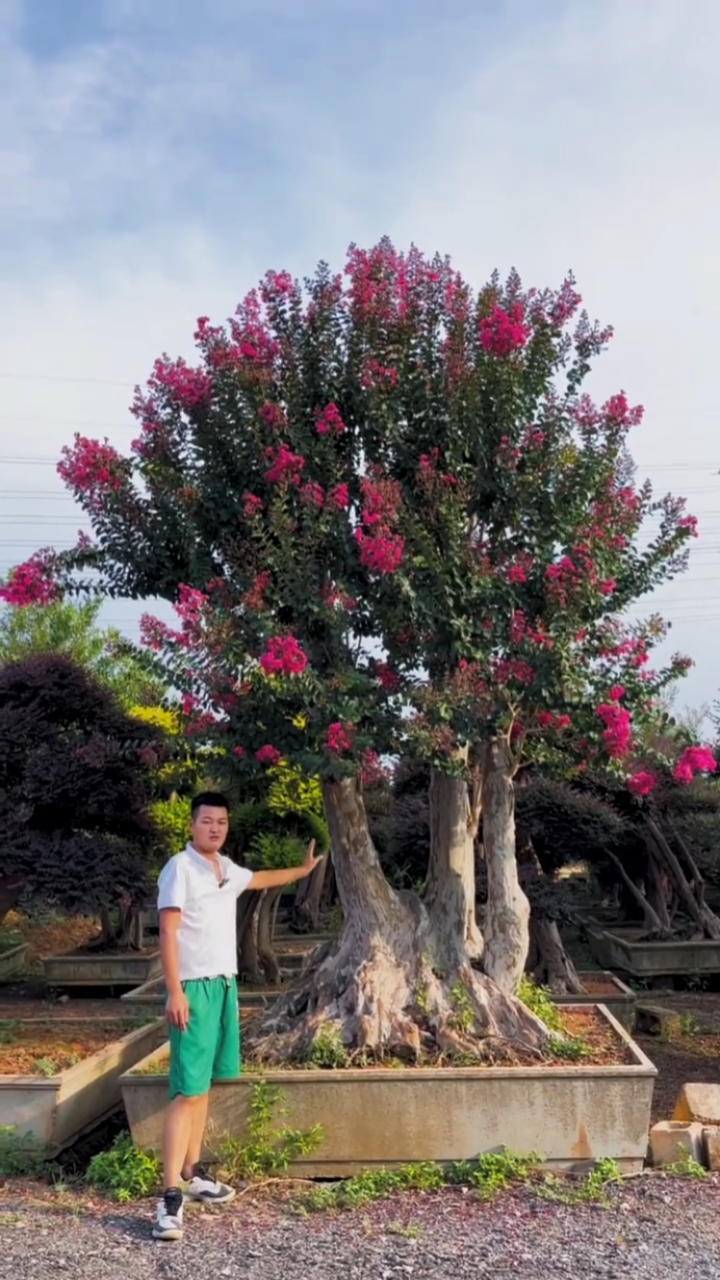 老桩紫薇红红火火耐寒耐旱南北方都可以栽植花期长达120天