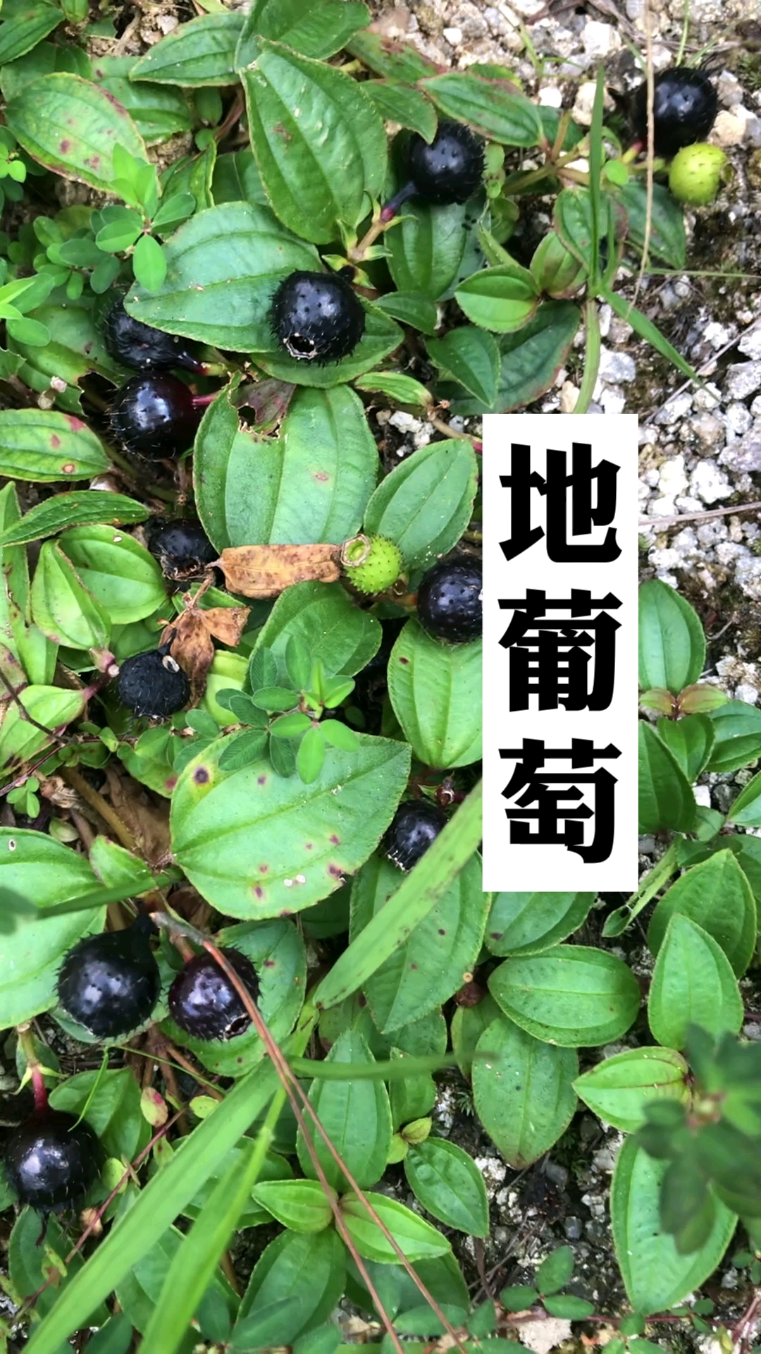 地葡萄,小时候的野果零食