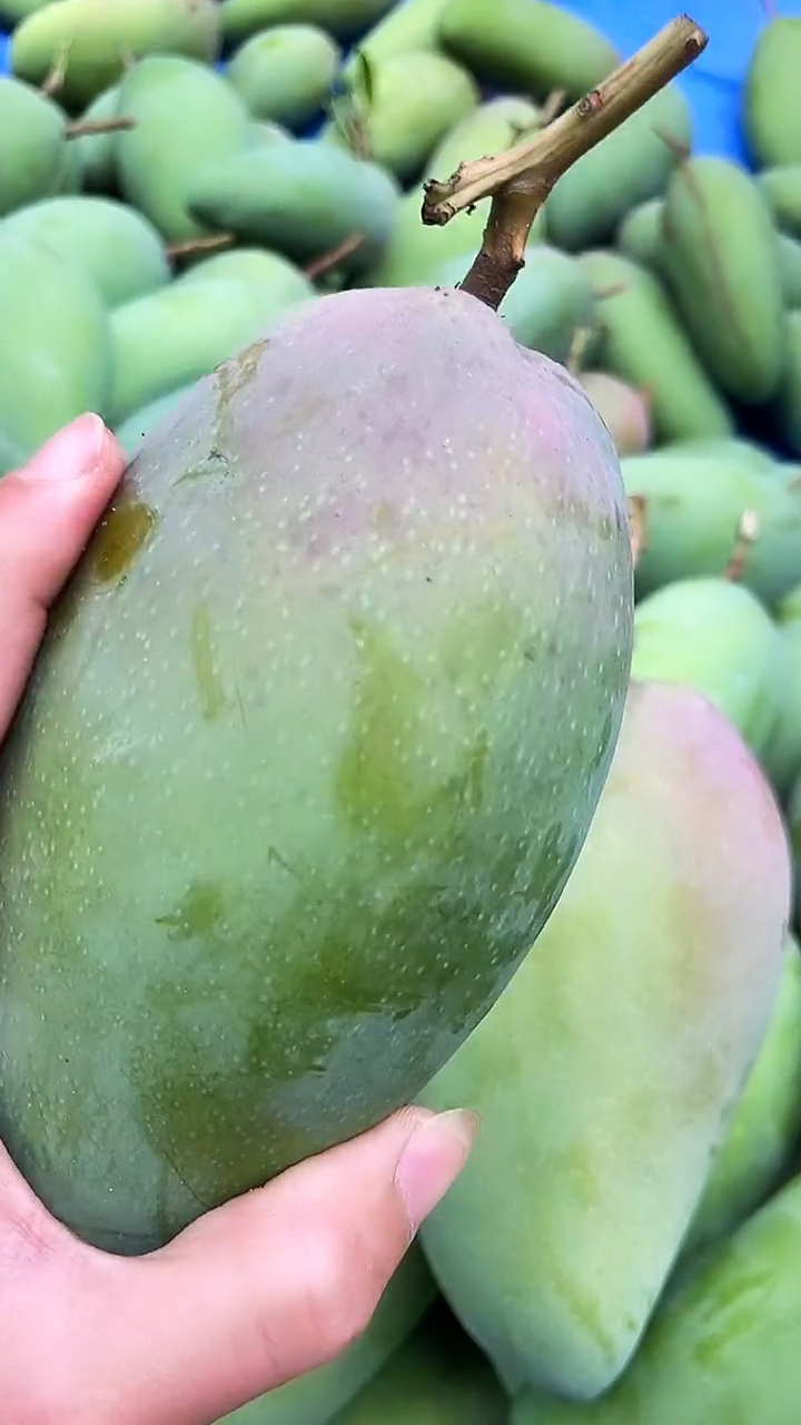 广西大青芒成熟啦个头大都是一斤以上的大果#广西大青芒