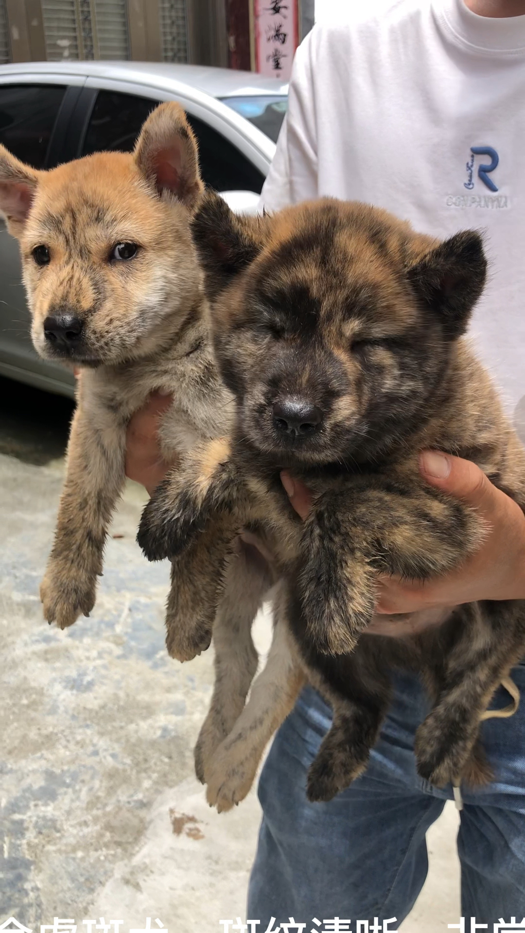 老虎的化身"黄金虎斑犬"