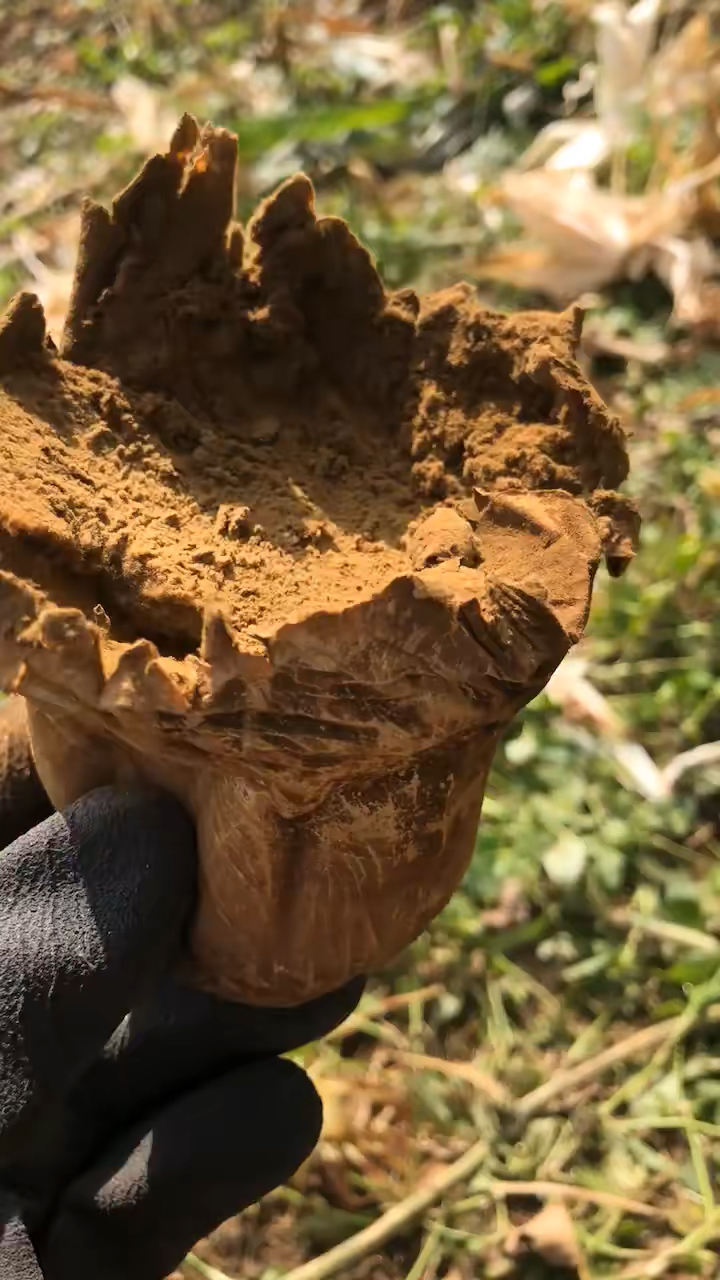 这是什么宝贝.马皮泡,一种药材