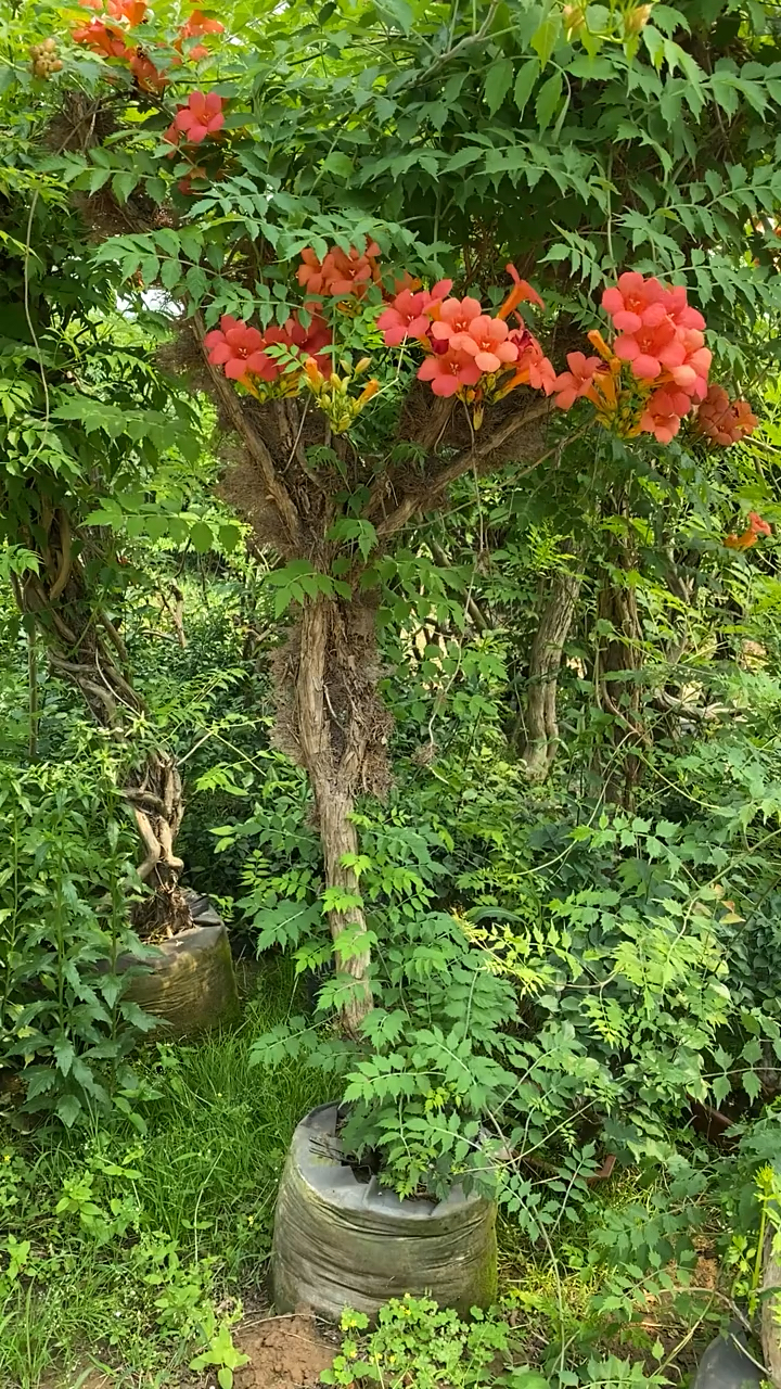 感谢全民我要上热门#凌霄花老桩