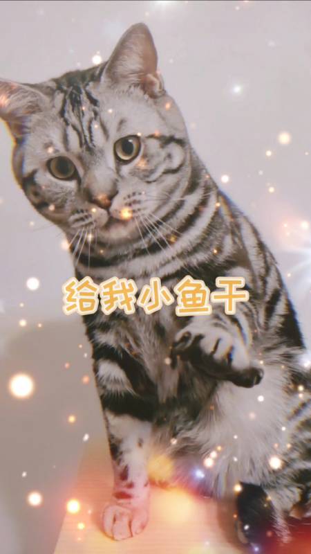 萌宠处处吻#萨瓦迪卡,快给我小鱼干,不然我就揍你哦