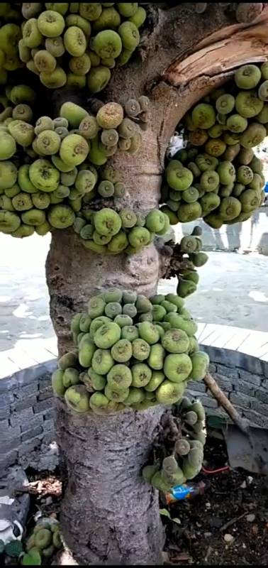 2021-04-06 超级晚来秋千上5小时前 应该是爱玉果树,白凉粉的果子