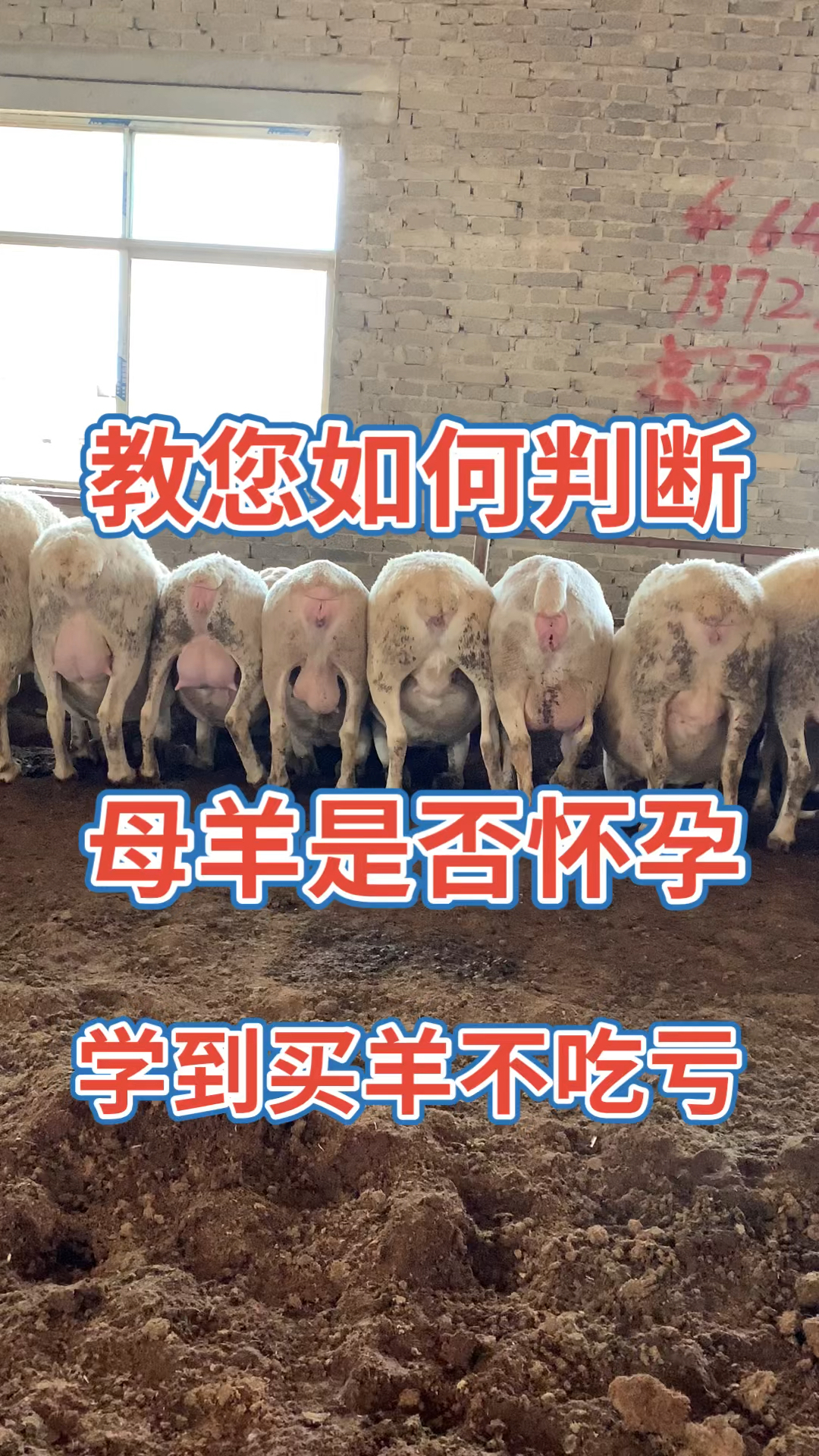 教您如何判断母羊是否怀孕学会买羊不吃亏