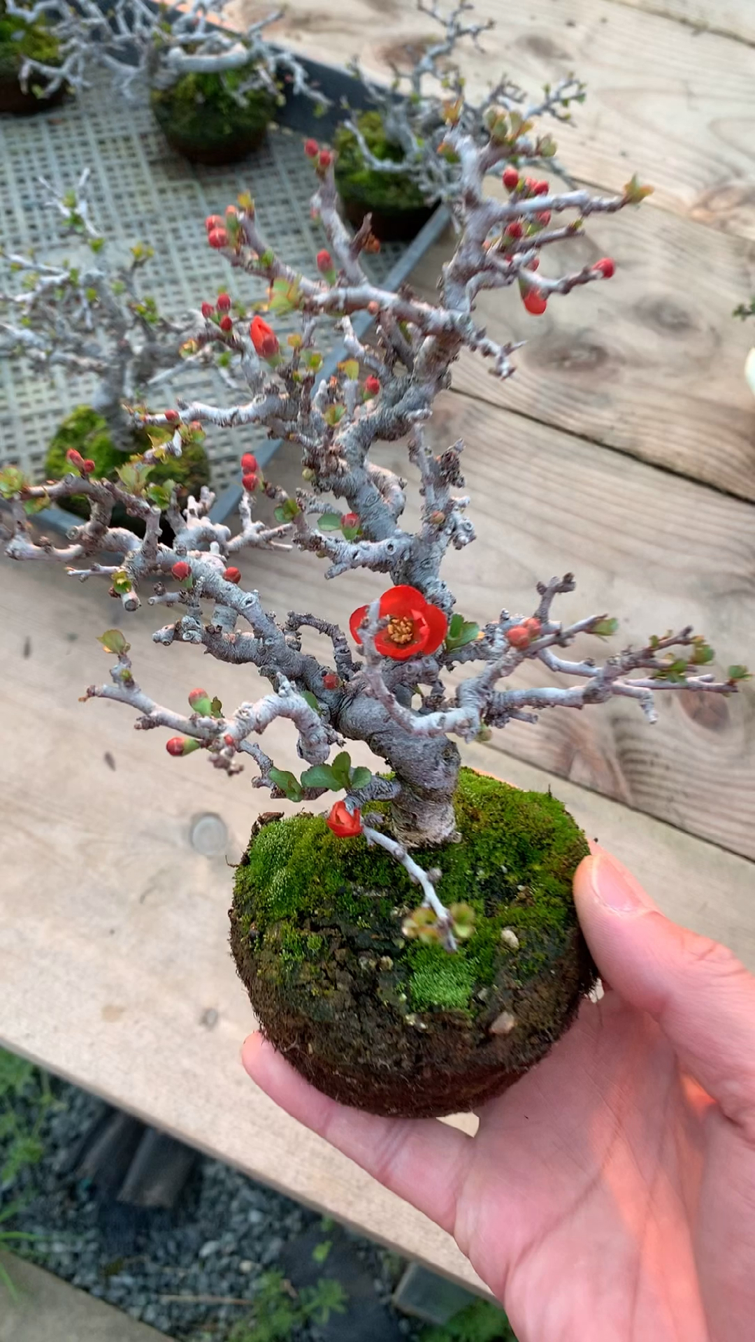 花开富贵,春天了万物复苏,超级老的长寿梅盆景