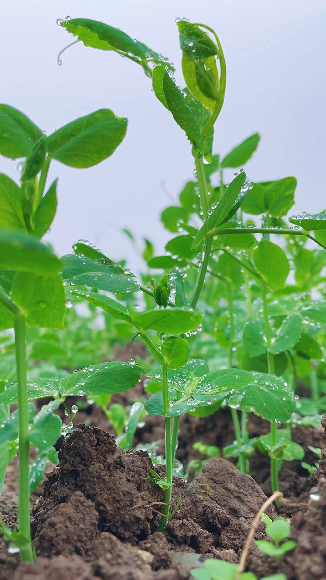 手机摄影教学#菜园子里的豌豆可以这样拍