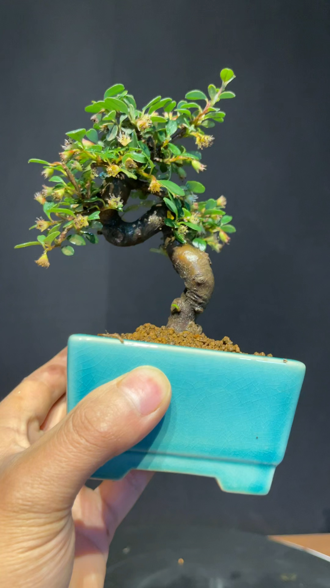 白花荀子全是果子