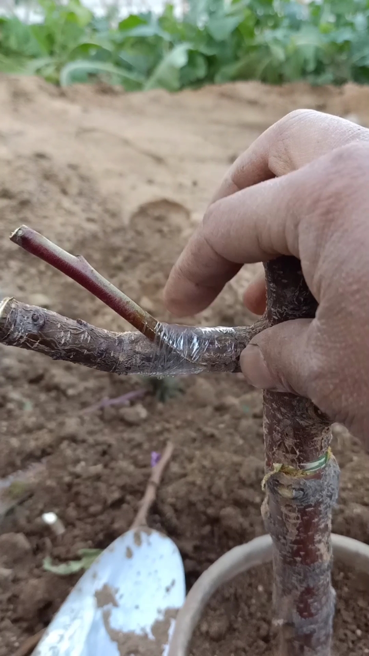 嫁接技术#这是腰接杏树技术,提高产量数倍