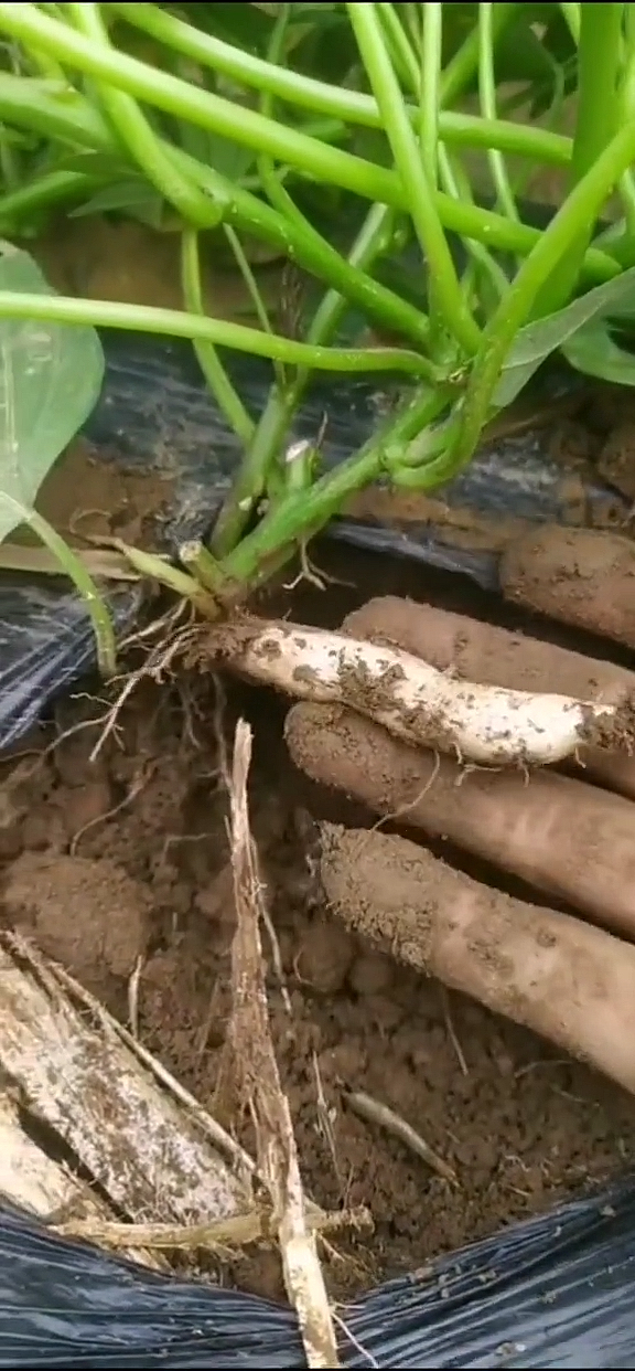 新宠澳洲紫白,薯肉白中带紫香甜软糯