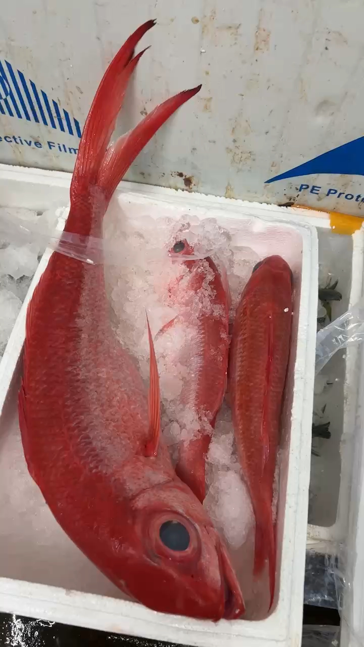 海钓,海钓鱼,诚品渔业,长尾鸟