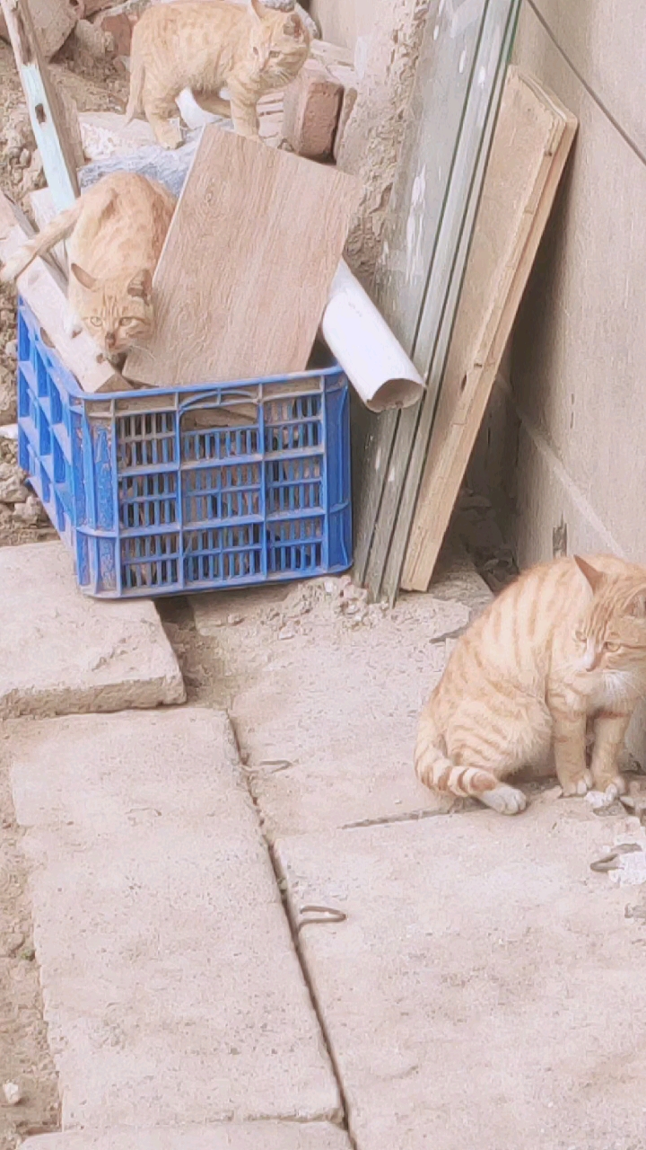 关爱流浪猫#快乐的一家!