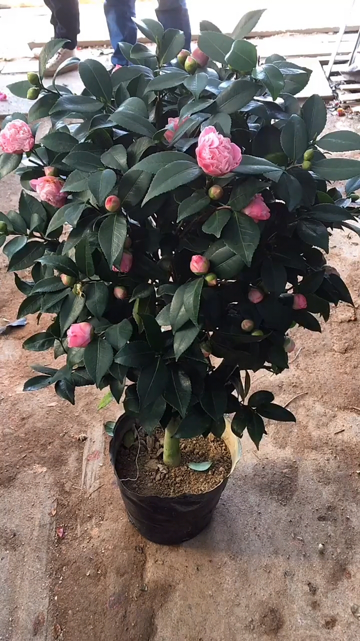 香妃茶花花苞爆满浓香型花卉