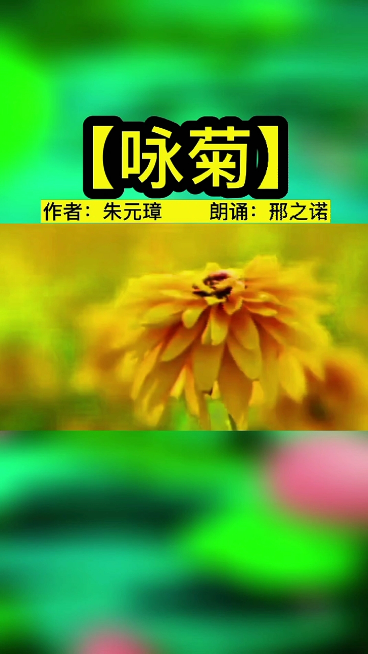 邢之诺#要与西风战一场,遍身穿就黄金甲……霸气诗词:朱元璋《咏菊》 