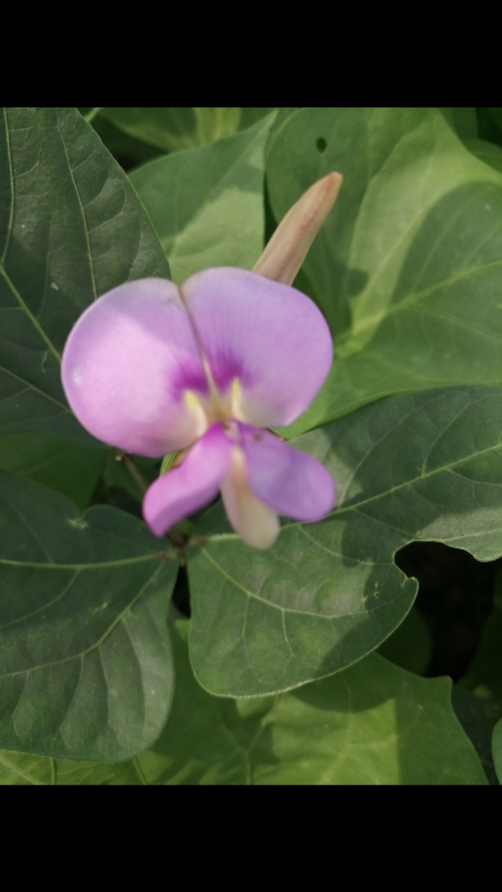 豇豆開花也好看