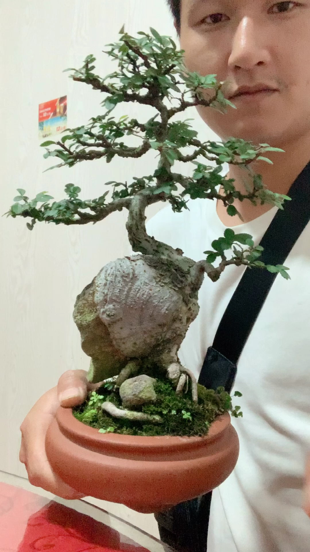 超级矮霸附石榆树盆景,爱不释手