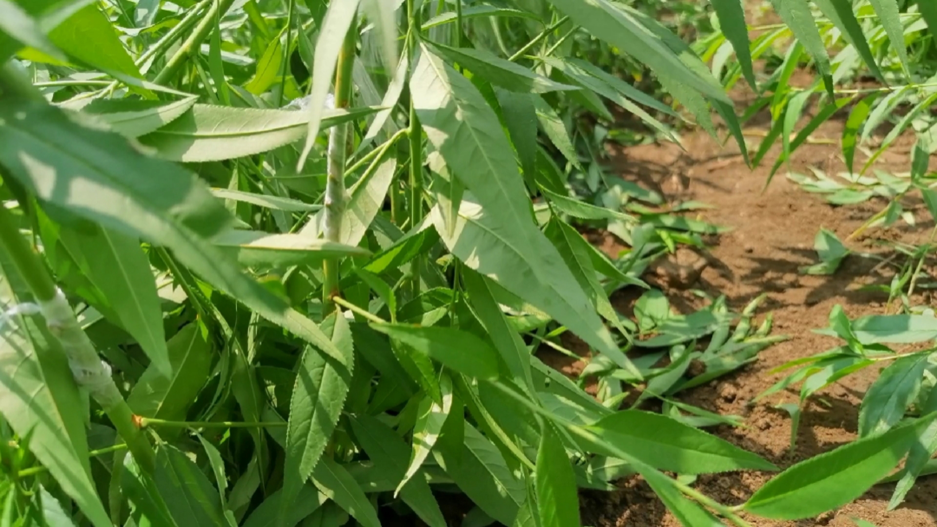 樱桃李#新品种果树苗樱桃李嫁接注意事项