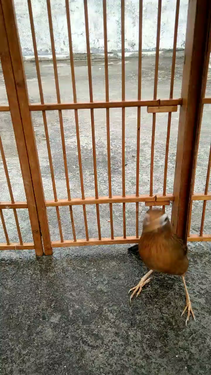 这画眉鸟回来一个月有多明显黄嘴黄脚毛色好看就是起锋钩