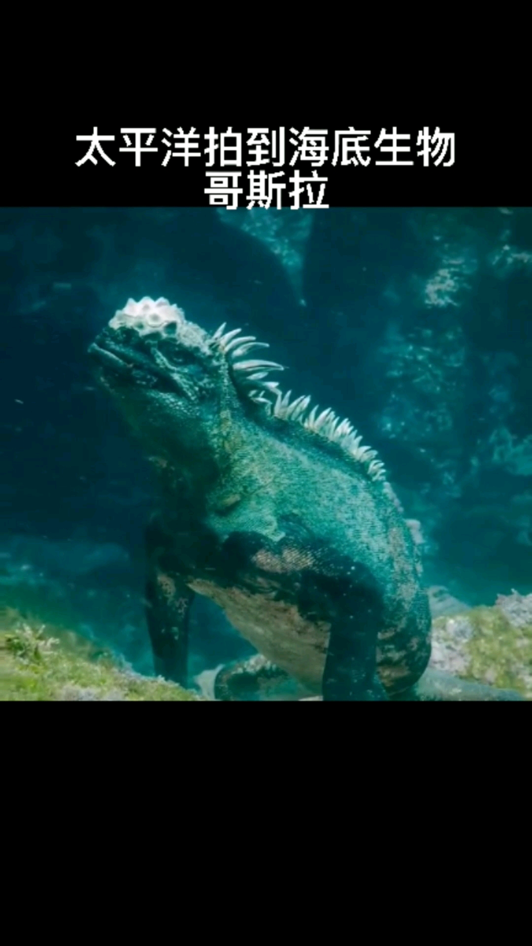 知识科普#太平洋拍到,海底生物哥斯拉