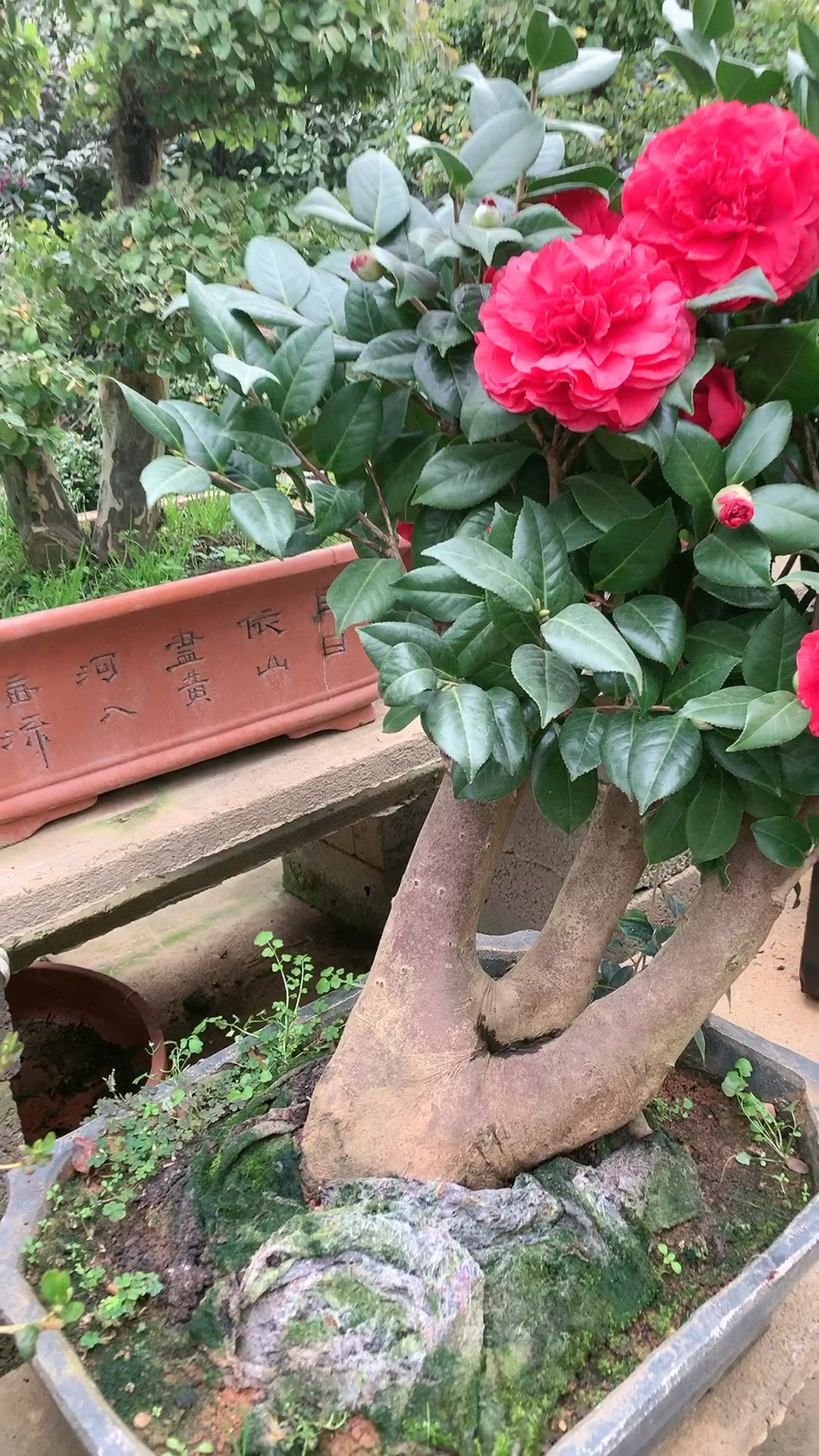 春秋战国茶花老桩