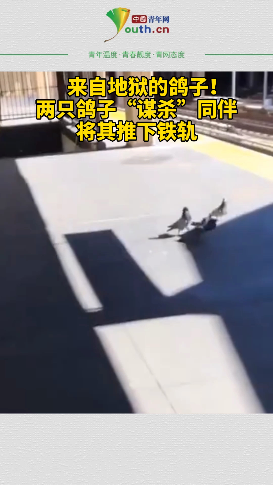 来自地狱的鸽子网友拍到两只鸽子谋杀同伴将其推下铁轨