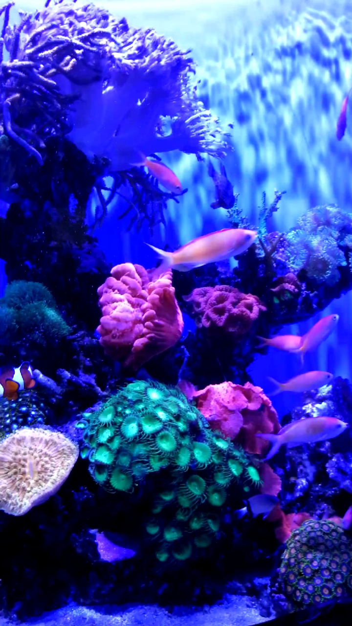 珀斯印象#美丽的海底美景