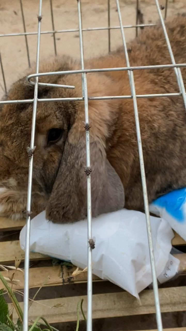 公羊兔体型大,长势快,成年能长30多斤