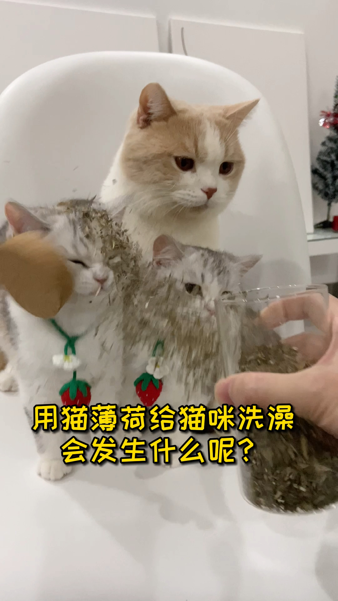 小小爱宠萌化你#用猫薄荷给猫洗澡,后面发生的事情失去控制了啊